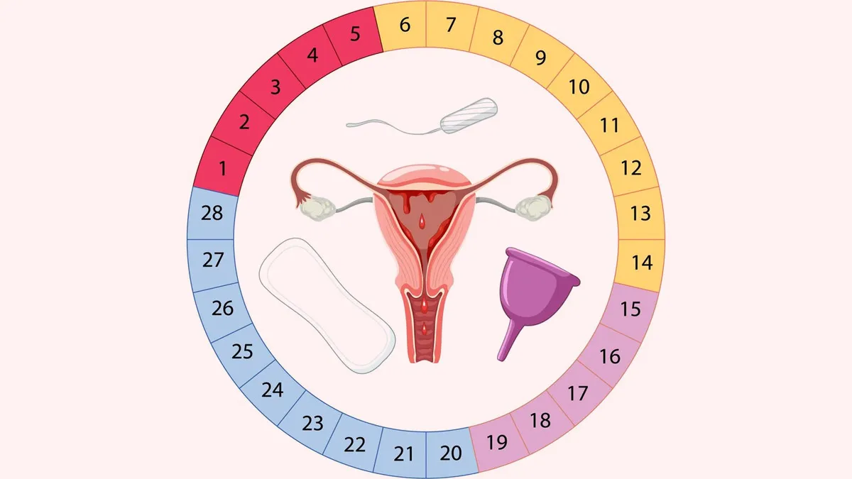 Can You Ovulate Immediately After Periods? Find Out Here