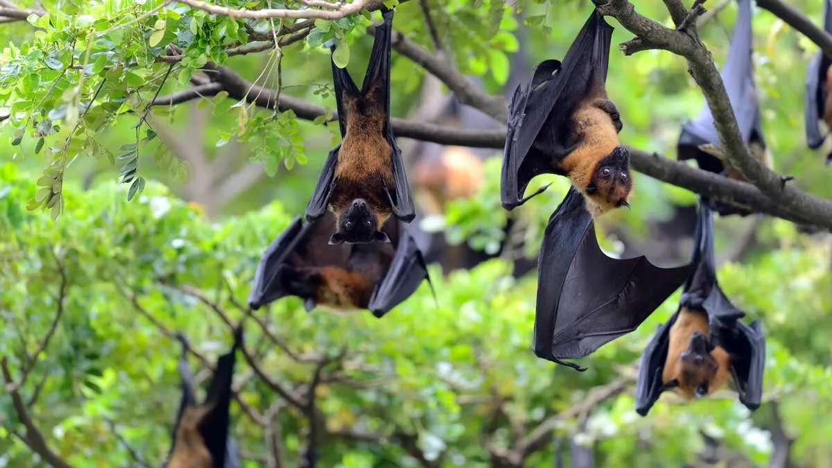What Is Australian Bat Lyssavirus: NSW Man Dies Of 'Rabies-Like' Virus After Bat Bite