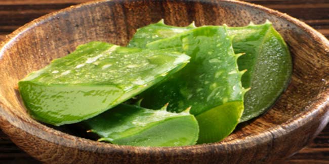 Is It Safe To Apply Aloe Vera Gel On Hair? Find Out Here