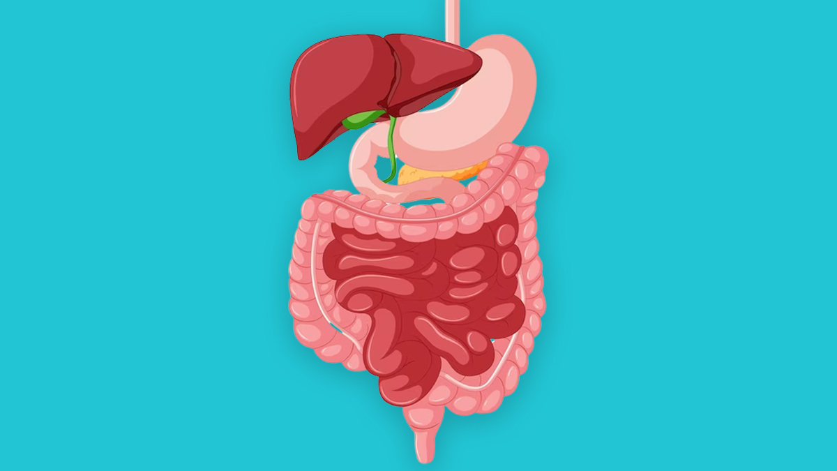 gut