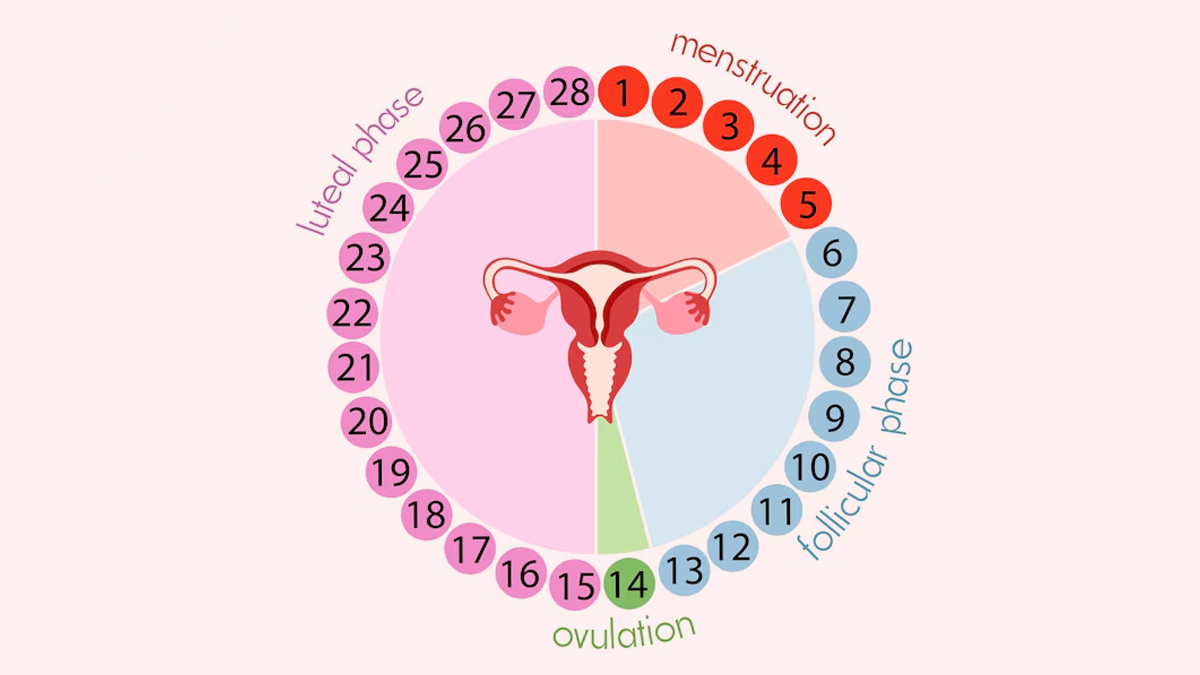 menstrual-cycle-phases