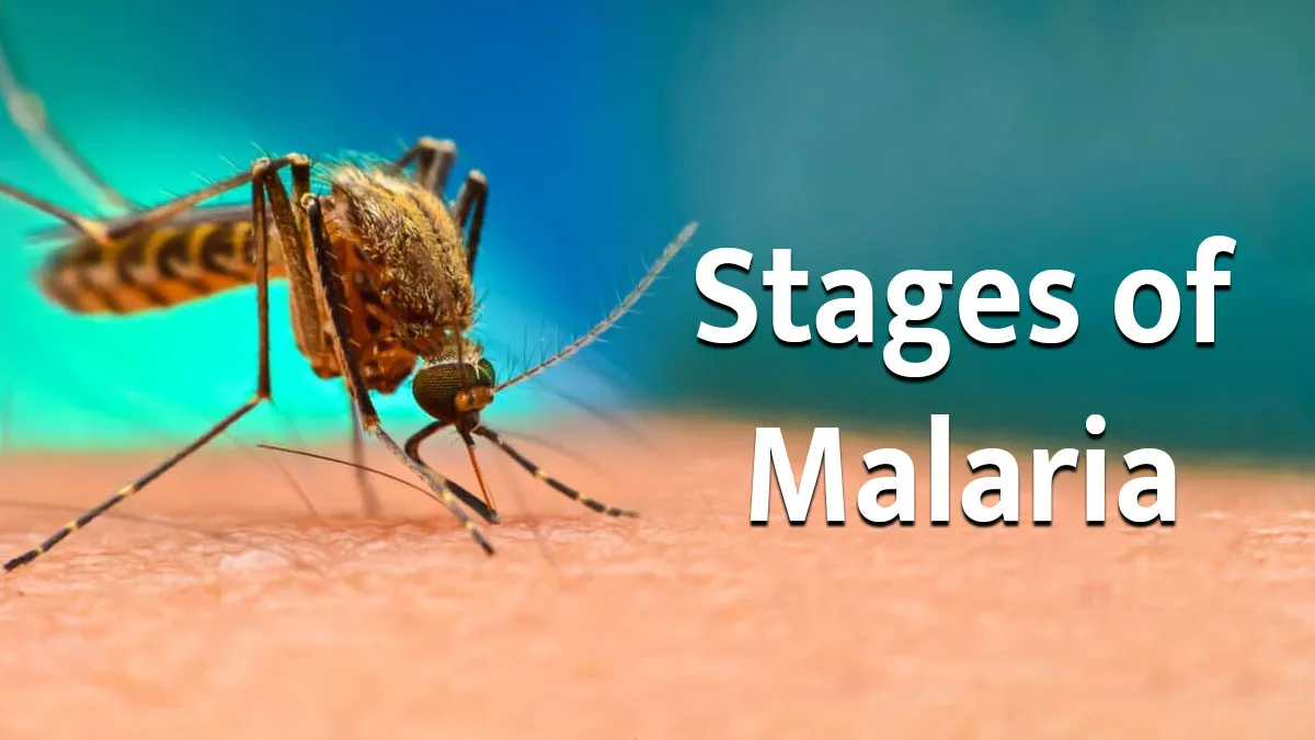 How Malaria Develops In the Body: Expert Shares the 3 Key Stages