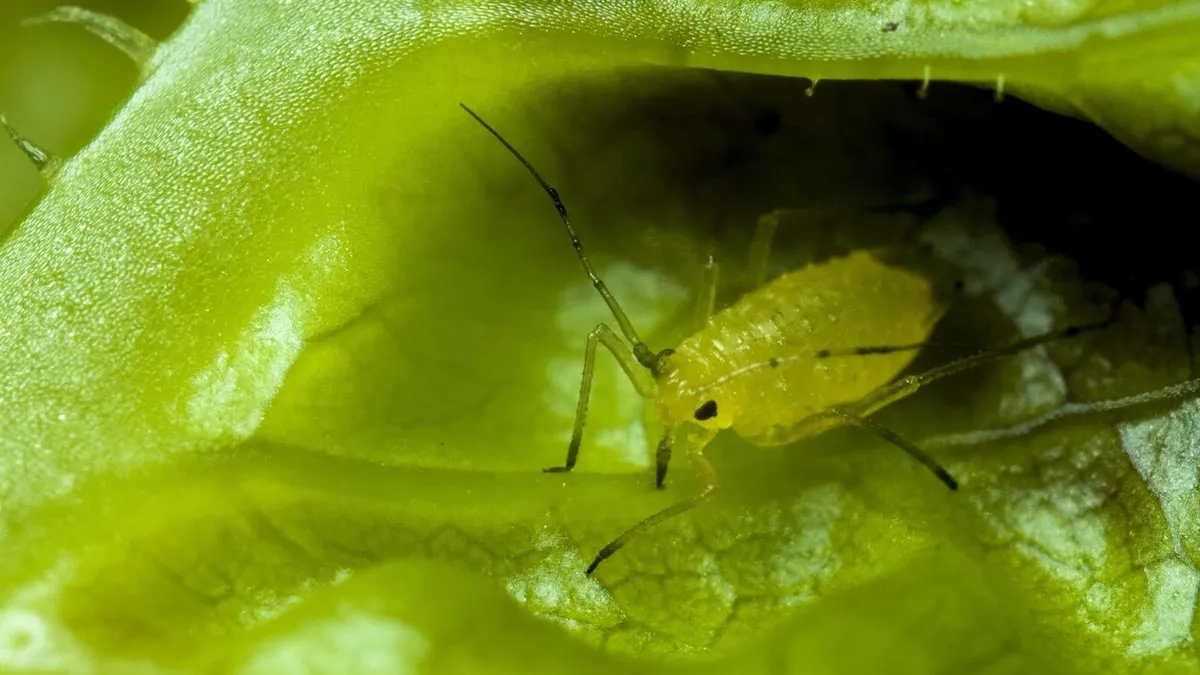 Tapeworm Alert: 7 Common Vegetables That Could Put Your Brain At Risk