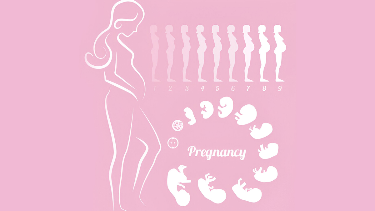 pregnancy-stages
