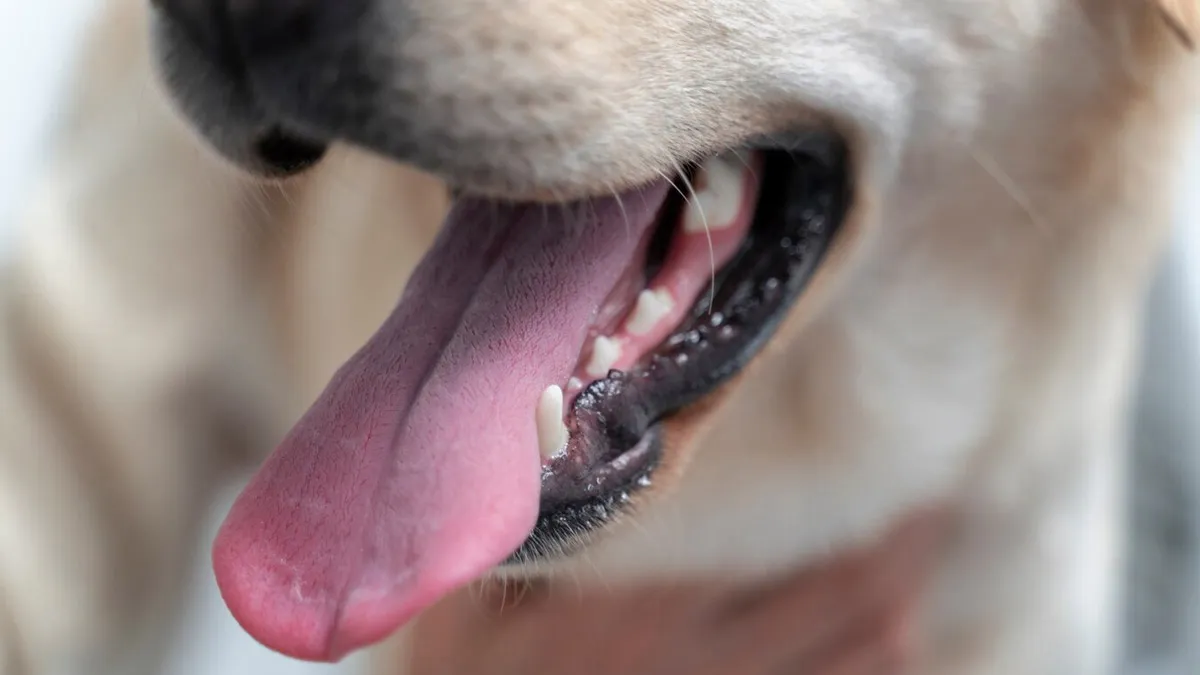 Can You Get Rabies From A Pet's Saliva? Here's What You Should Know
