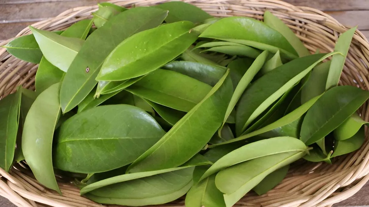 Soursop Leaves: Can It Cure Cancer? What Science Says