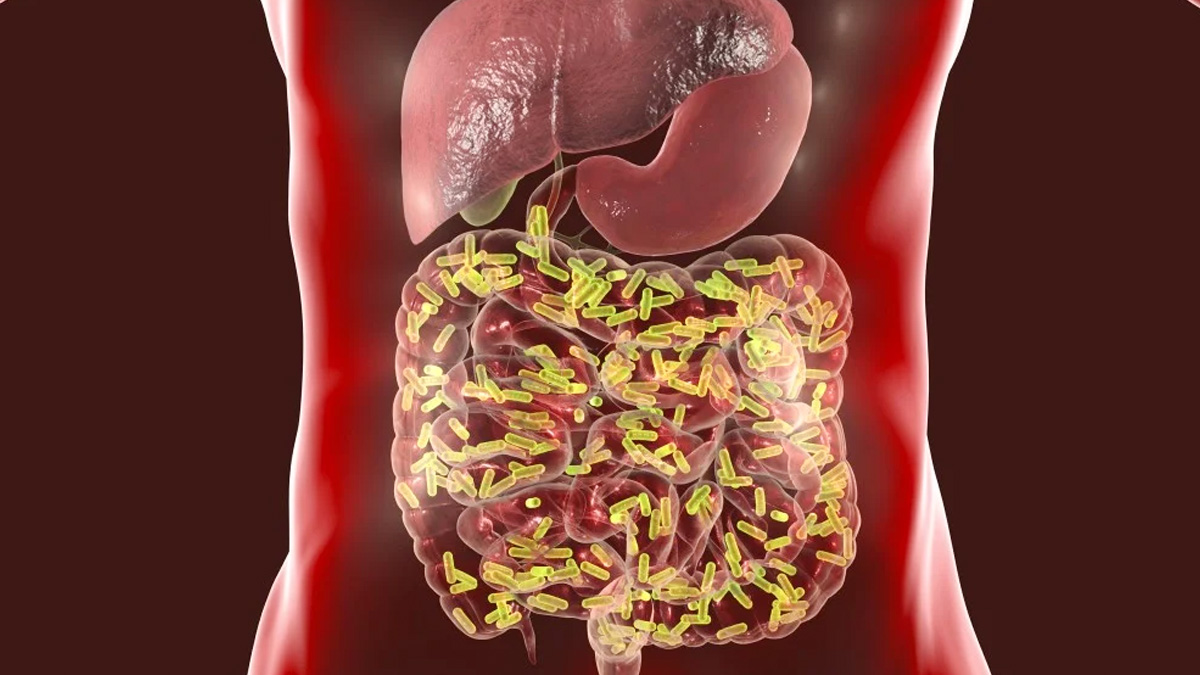 chocolate for gut health 2 - 2025-08-28T154647.673