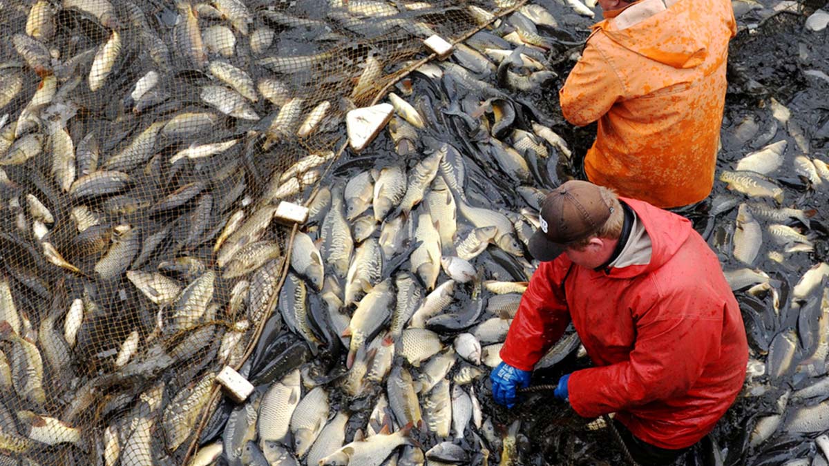 fish benefits 4 - 2025-08-29T153338.807