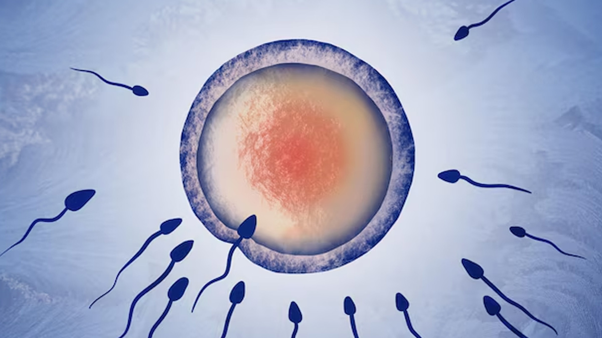 fertility
