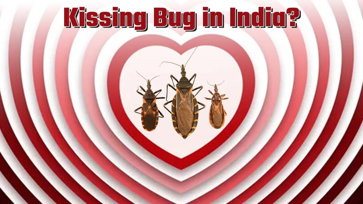 Not So Romantic ‘Kissing Bug’ Disease Spreading Across States In US, But Is It Found In India?