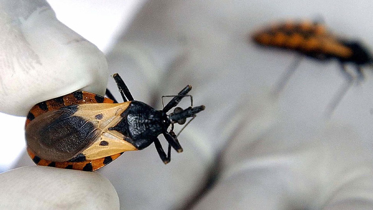 kissing bug in india 1 - 2025-09-09T110527.605