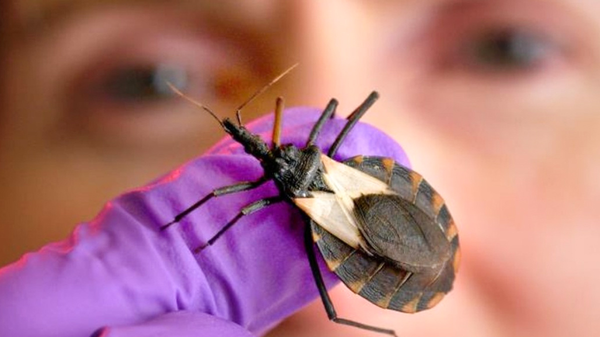 Kissing Bug Chagas disease  2 - 2025-09-09T110529.407