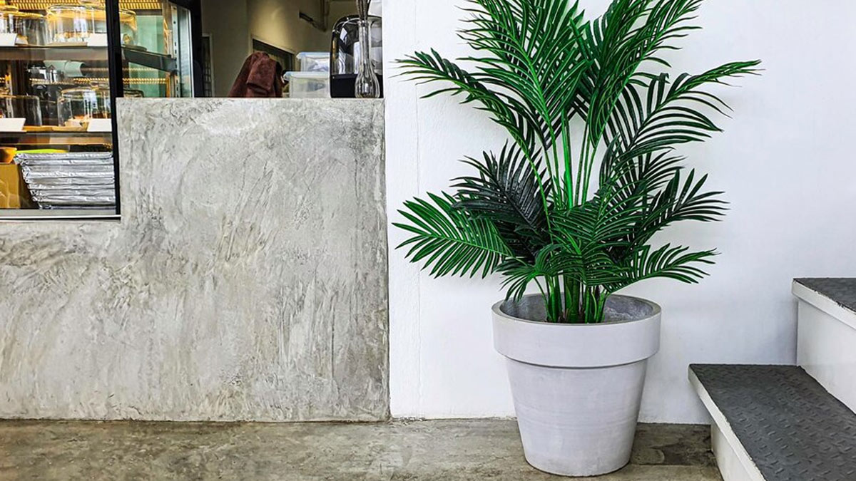 Expert Says THESE Plants Are the Ultimate Home Health Boosters