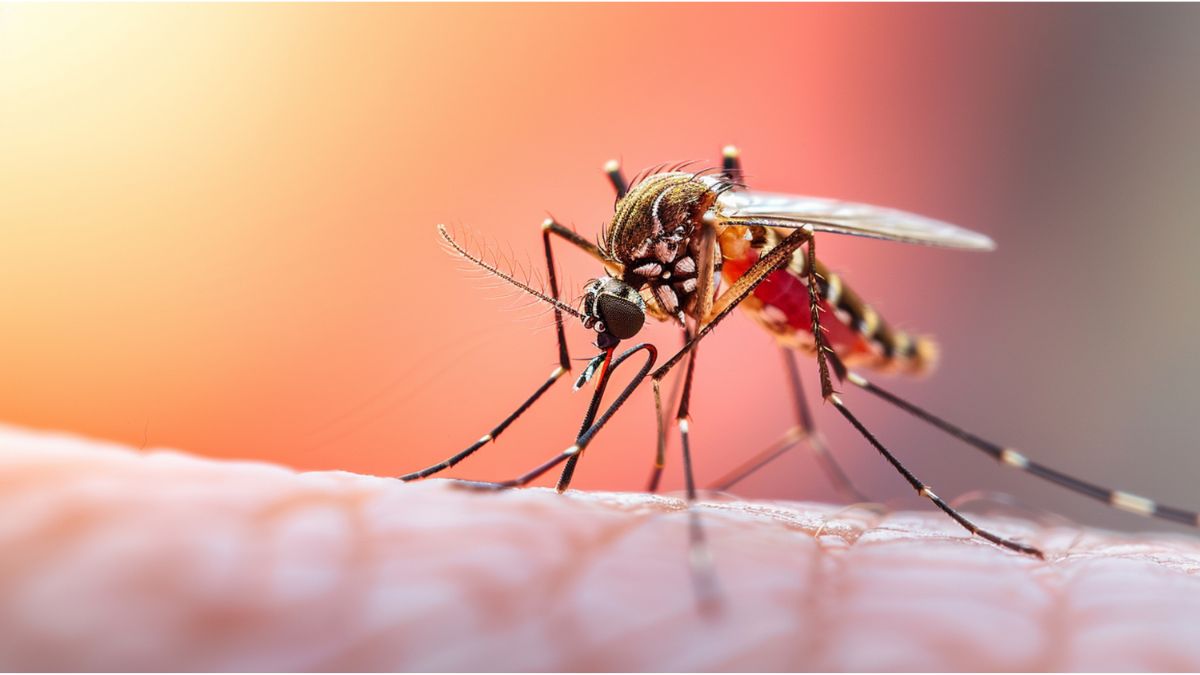 What Is Chikungunya Virus? Here’s Why India Is At Risk