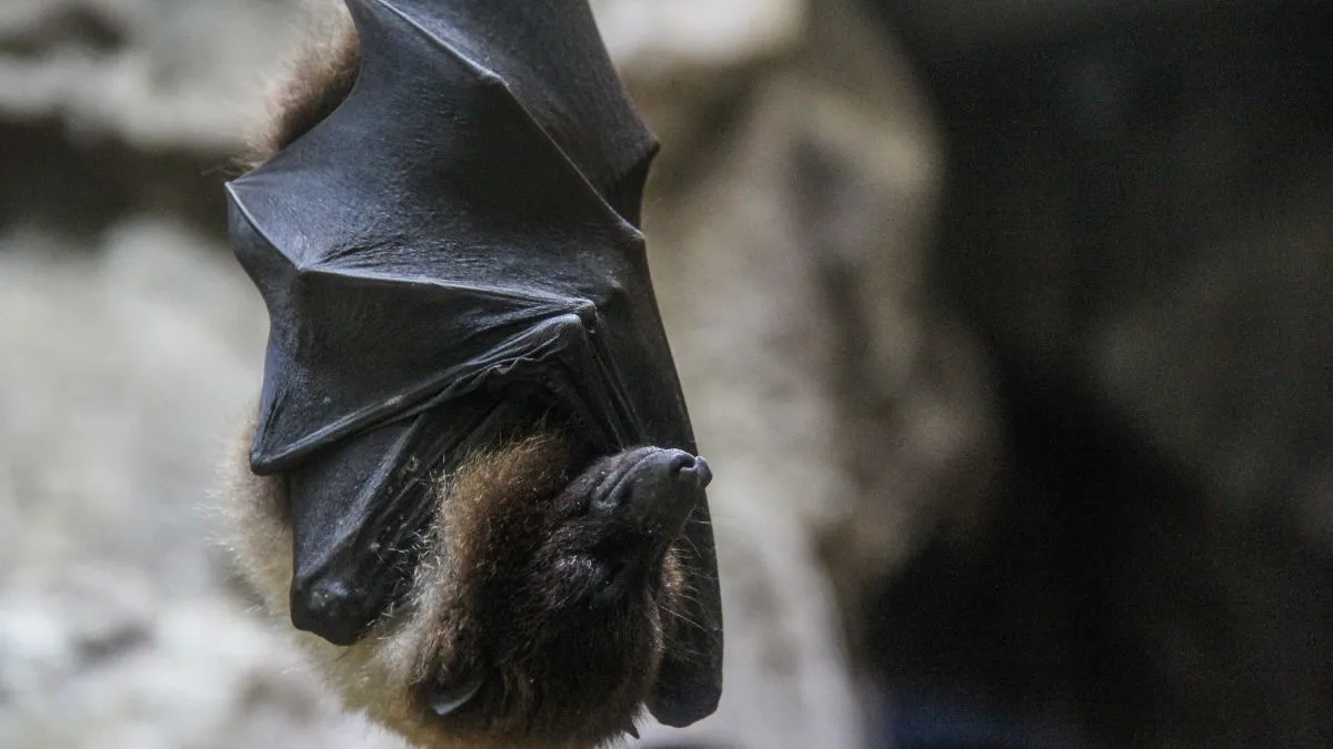 New Covid Strain 'BRZ batCoV' Found In Brazilian Moustached Bats, Study Shows Why Bats Carry Dangerous Viruses