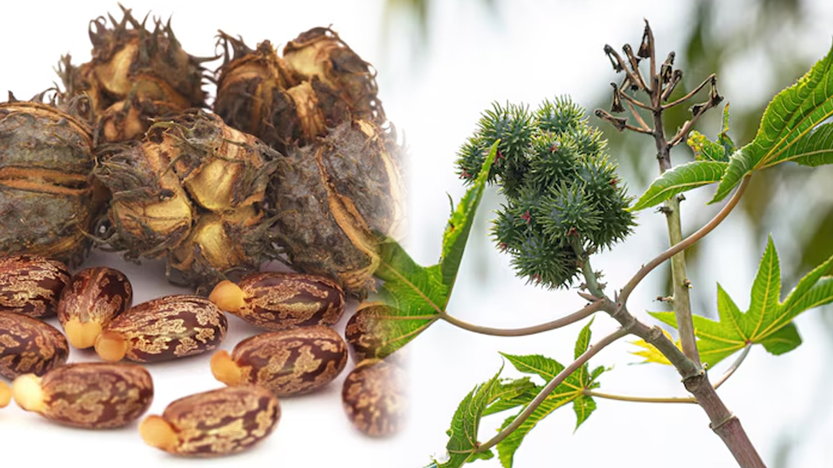 Arrested Doctors From Gujarat Were Plotting ‘Ricin Terror Attack’ – Here’s What Ricin Is And What Makes It Poisonous