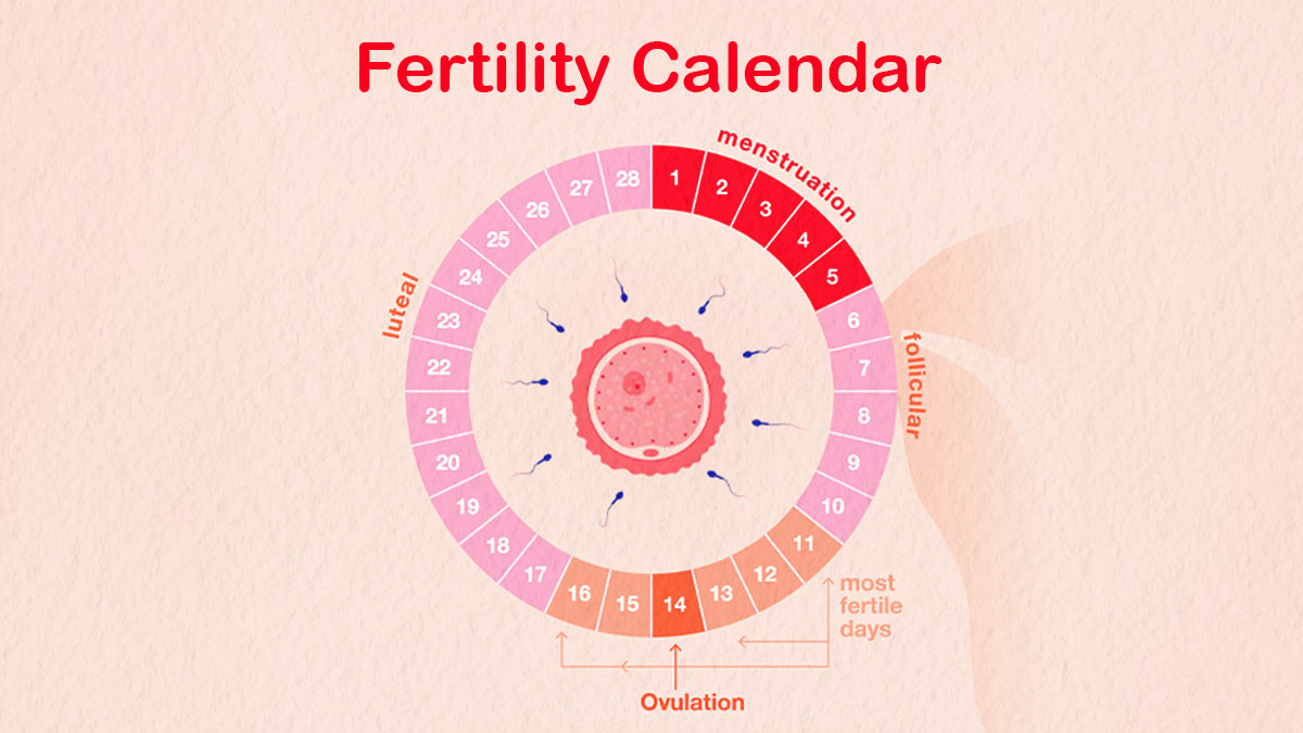 fertility graphic
