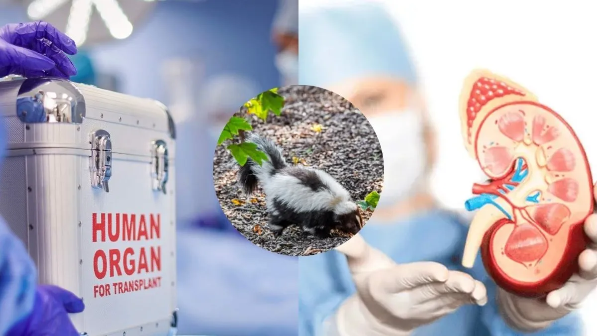 Michigan Man Dies of Rabies After Kidney Transplant From Donor Who Saved Kitten From Skunk