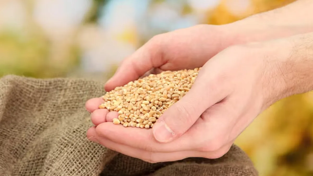 Before Pregnancy Test Kits, Women Relied on Ancient Seeds: Know Its Fascinating History