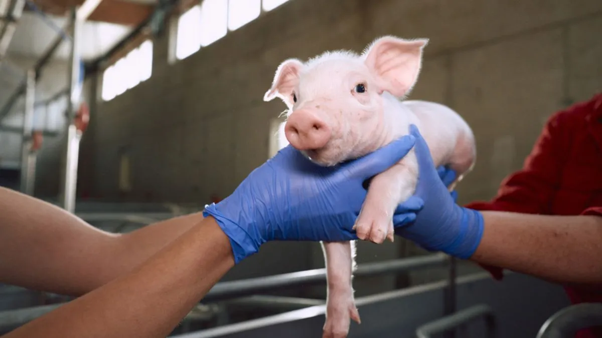 Pig Thyroid Glands 
