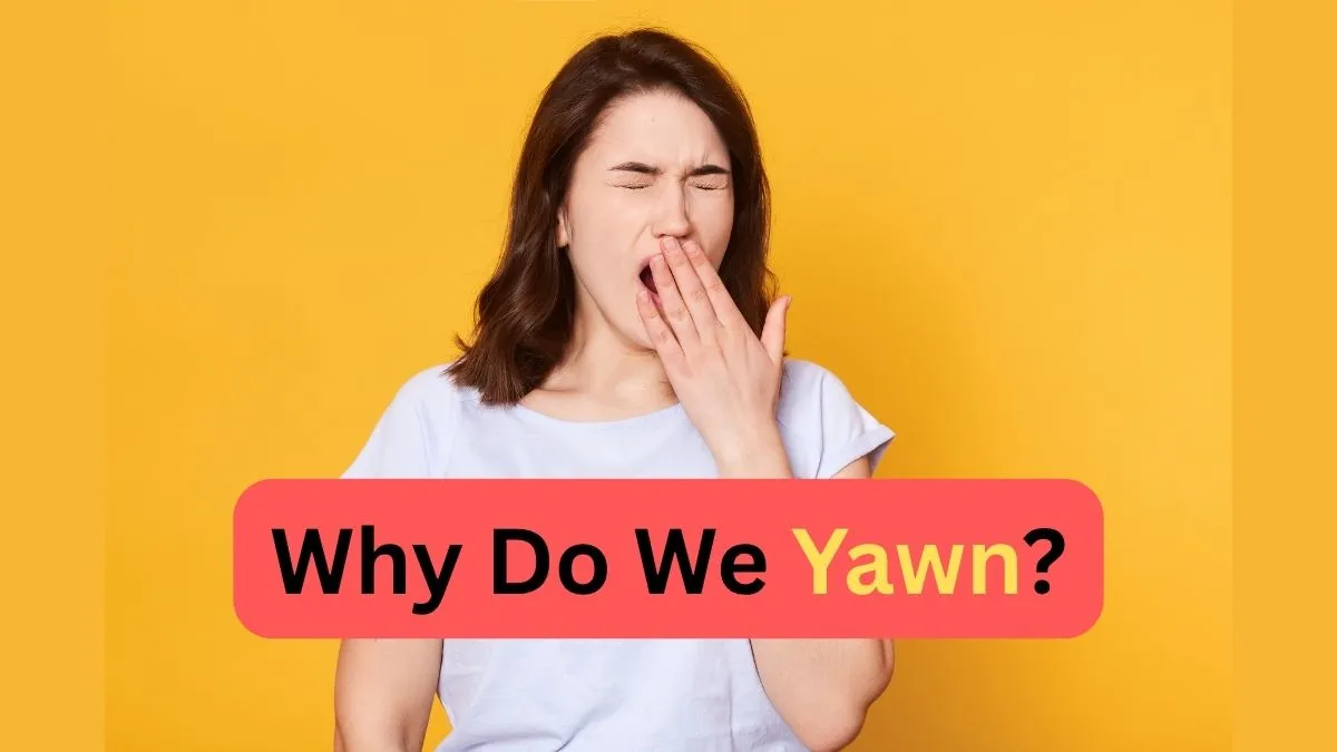 Why Do We Yawn? The Surprising Science Behind This Everyday Reflex