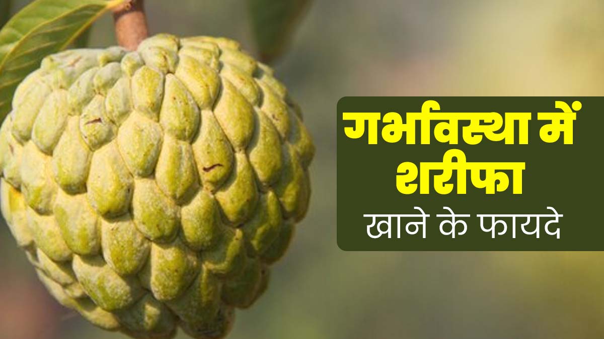 प्रेग्नेंसी में शरीफा खाने से मिलते हैं कई खास फायदे, एक्सपर्ट से जानें इनके बारे में