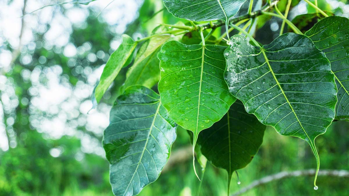 Peepal Leaf for Constipation
