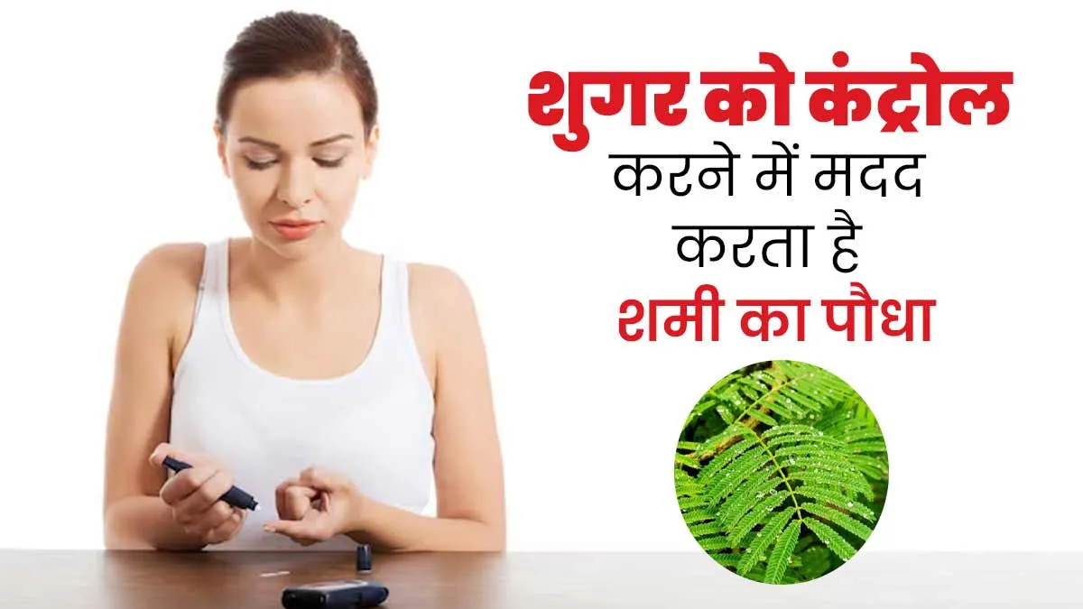 शुगर को कंट्रोल करने में मदद करता है शमी का पौधा, जानें इस्तेमाल का तरीका