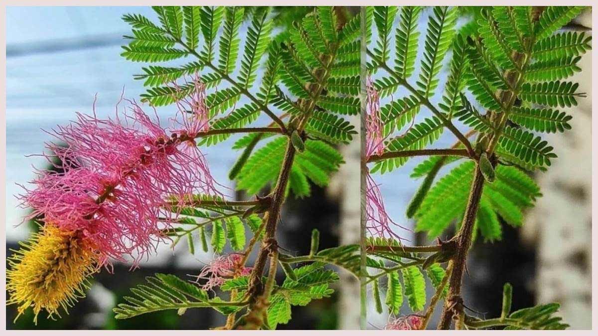 Shami Plants Benefits To Control Blood Sugar Level In Hindi shami-benefits-to-control-blood-sugar-level-in