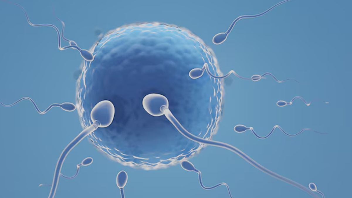 things-not-to-do-after-embryo-transfer-2