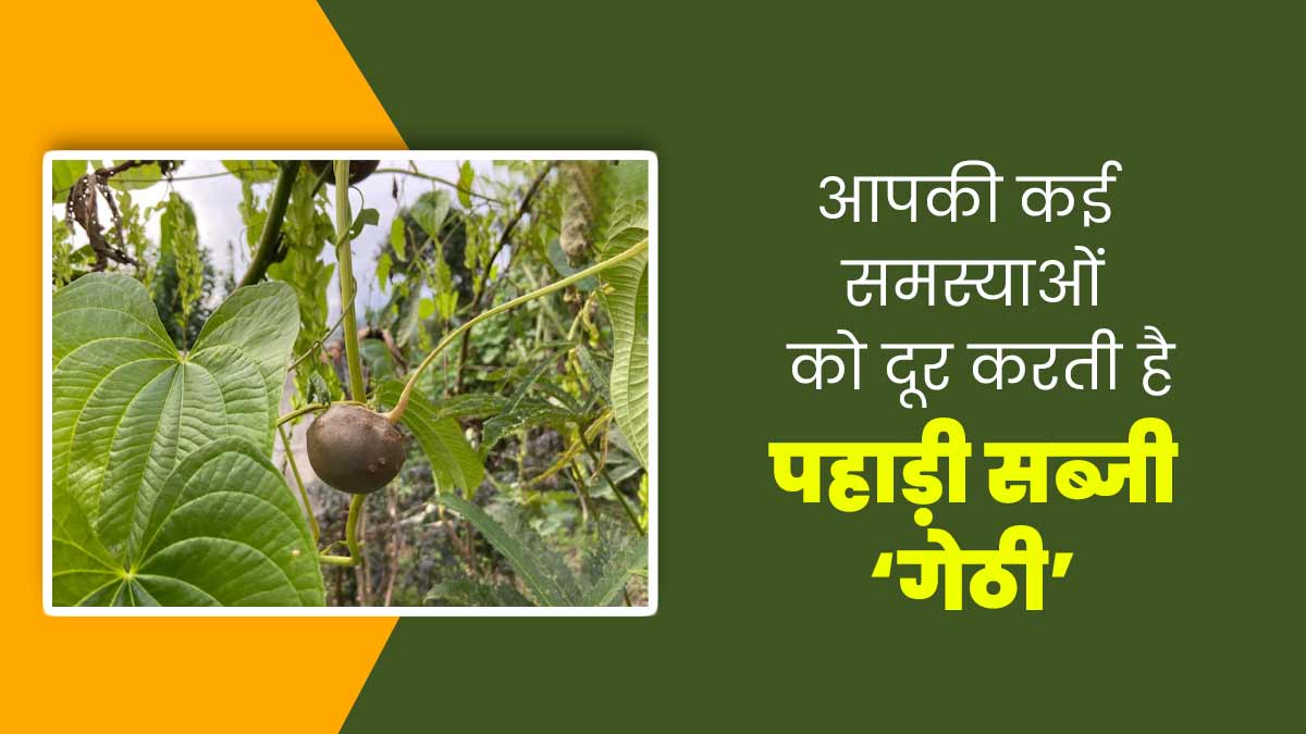 पहाड़ी सब्जी ‘गेठी’ खाने से सेहत को मिलते हैं कई फायदे, जानें एक्सपर्ट से