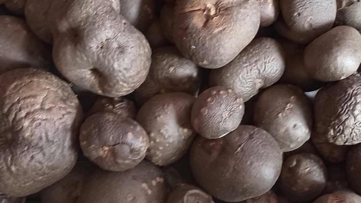 Health Benefits of Air Potatoes In Hindi healthy-benefits-of-air-potatoes-in