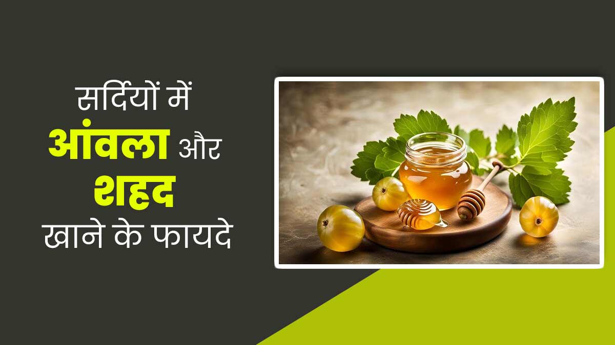 सर्दियों में आंवला और शहद एक साथ खाने से मिलेंगे ये फायदे, जानें सेवन का सही तरीका