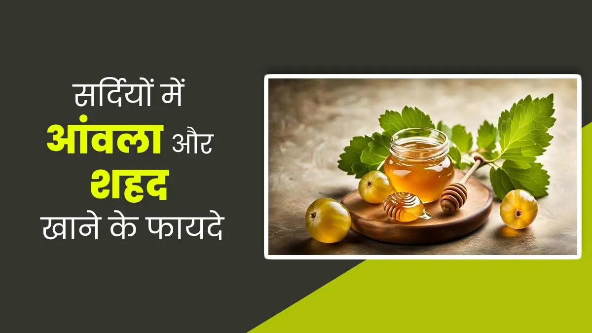 सर्दियों में आंवला और शहद एक साथ खाने से मिलेंगे ये फायदे, जानें सेवन का सही तरीका