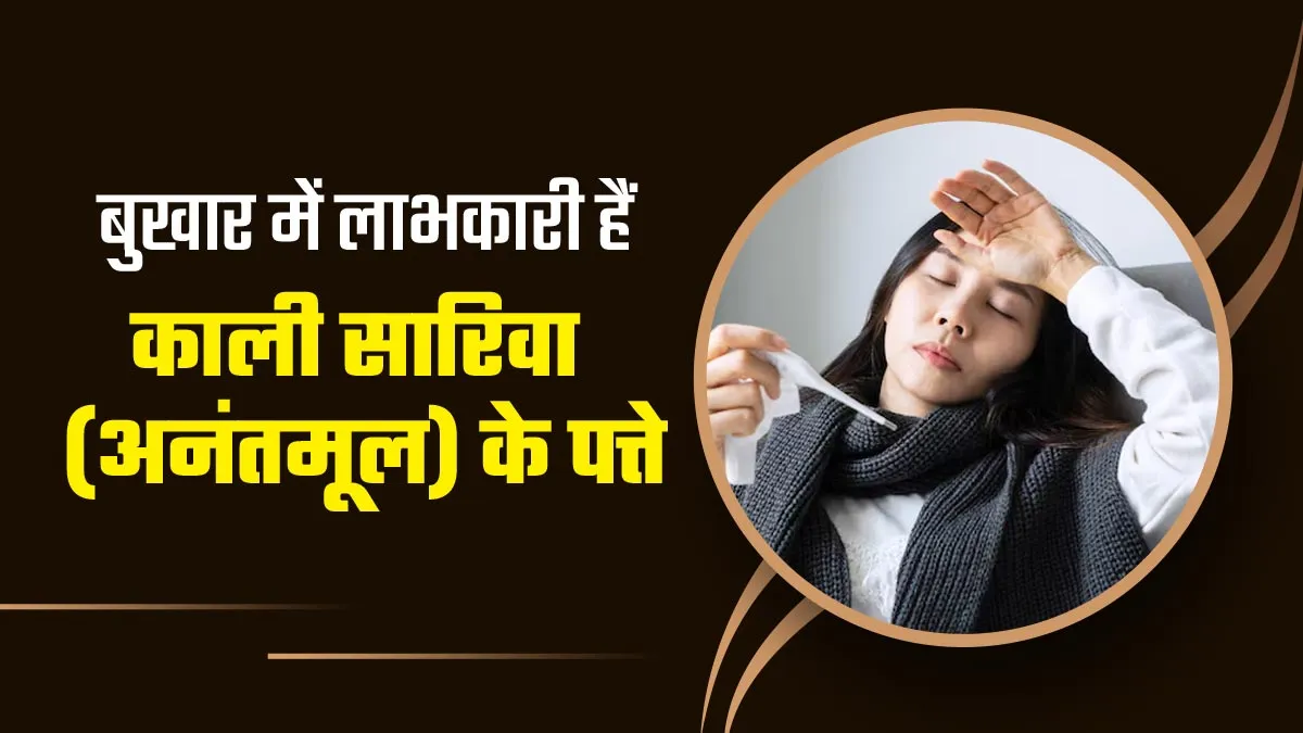 बुखार में लाभकारी हैं काली सारिवा (अनंतमूल) के पत्ते, आयुर्वेदाचार्य से जानें सेवन का तरीका और फायदे