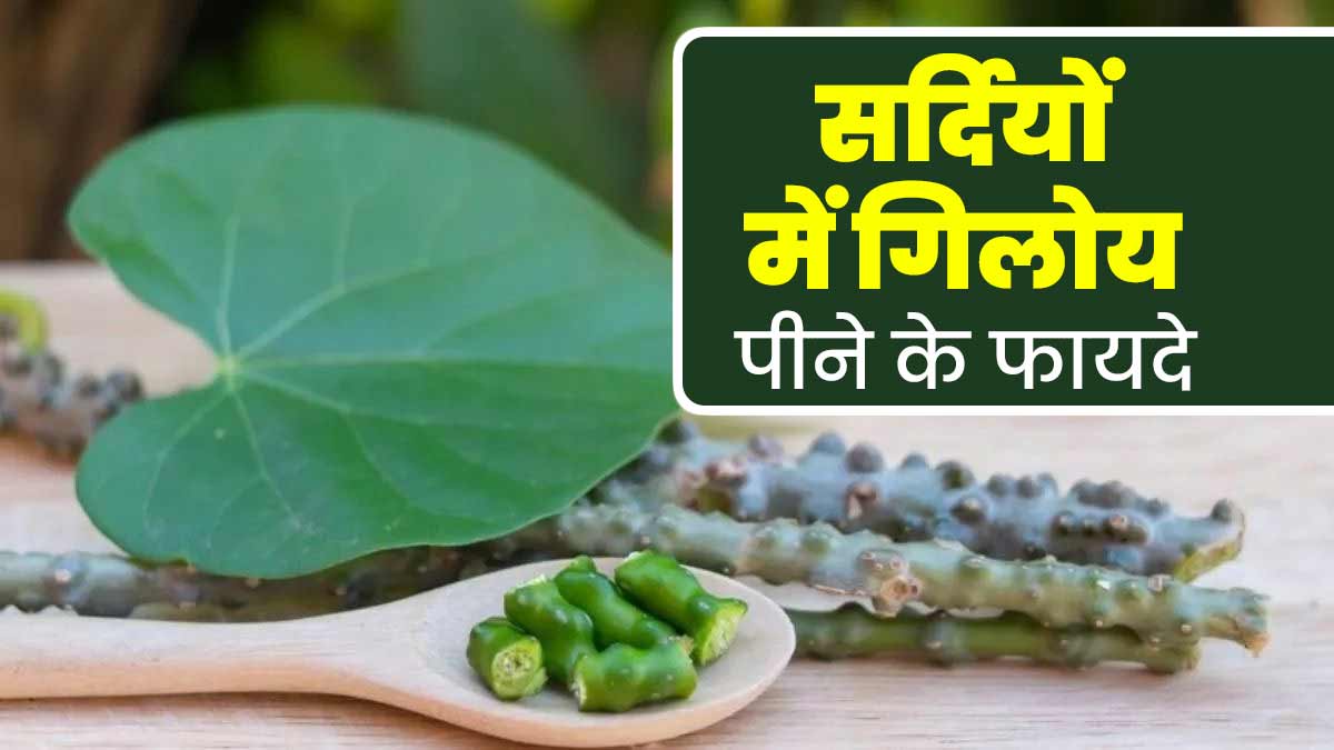 सर्दियों में हेल्दी रहना है तो करें गिलोय का इस्तेमाल, एक्सपर्ट से जानें फायदे और सेवन का तरीका