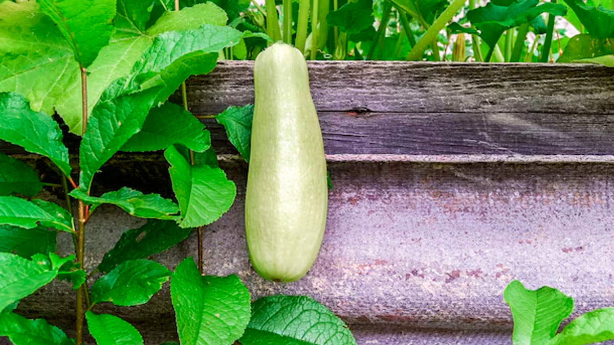 Bottle Gourd