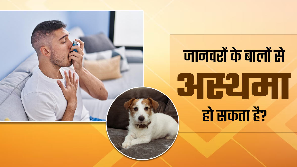 आपके पास भी है पेट एनिमल? जानें क्या वाकई जानवरों के बालों से बढ़ता है अस्थमा का जोखिम