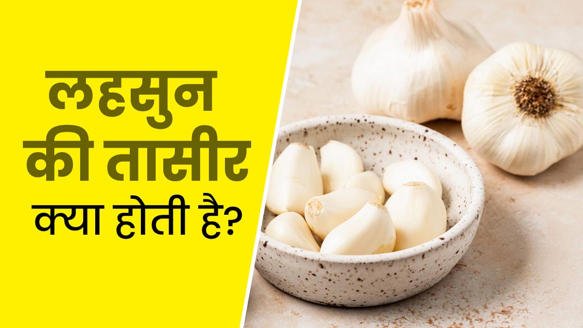 लहसुन की तासीर क्या होती है? जानें किसे करना चाहिए इसका सेवन और किसे नहीं