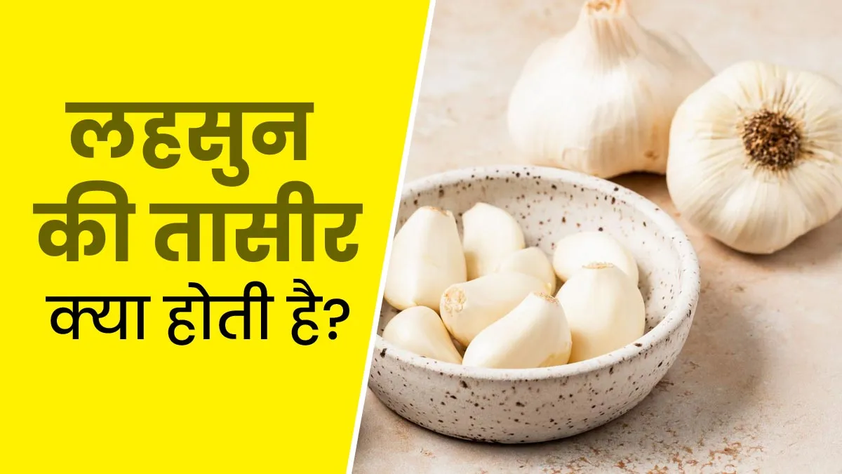 लहसुन की तासीर क्या होती है? जानें किसे करना चाहिए इसका सेवन और किसे नहीं