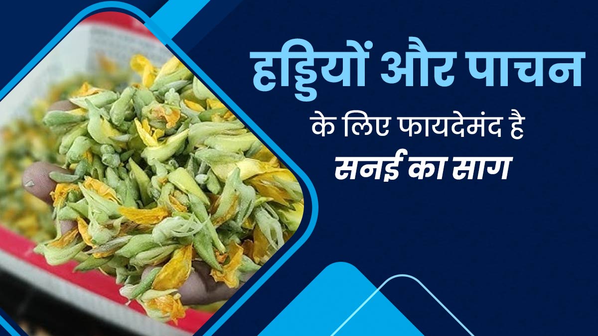 हड्डियों और पाचन के लिए फायदेमंद है सनई का साग, एक्सपर्ट से जानें इसके फायदे