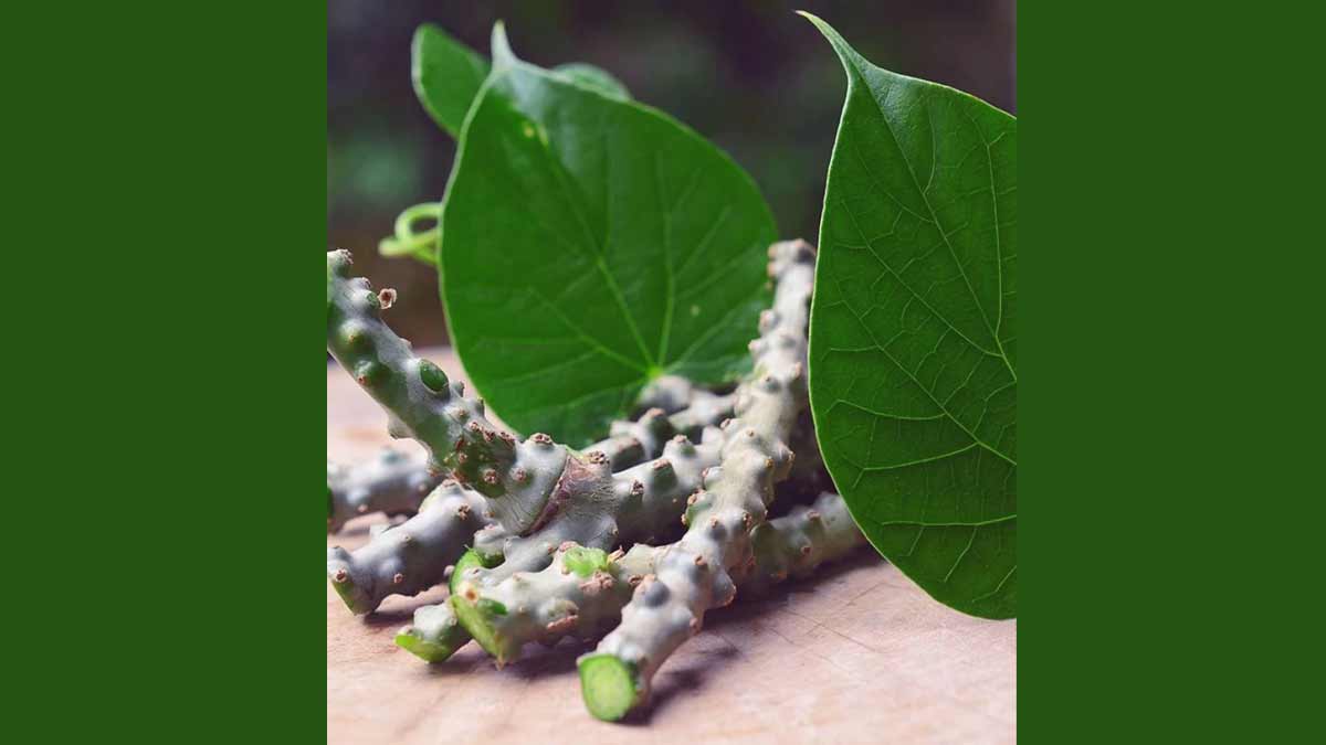 giloy-for-fever-inside