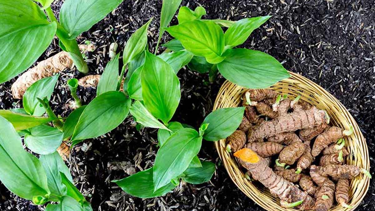 health-benefits-of-turmeric-leaves-in