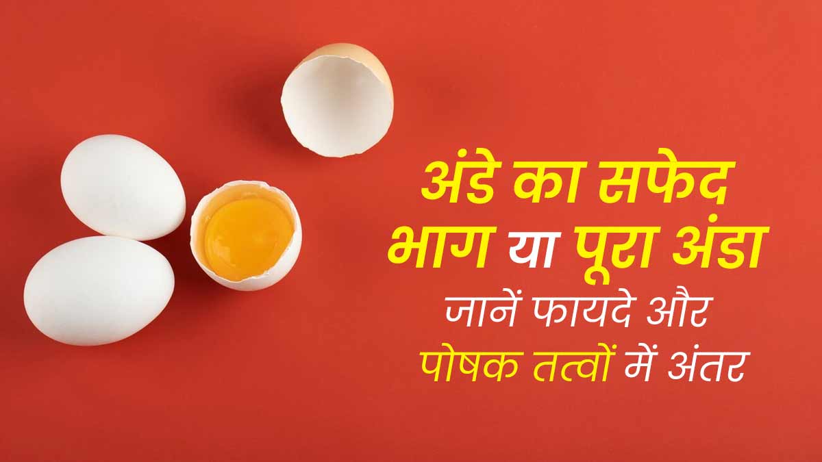 अंडे का सफेद भाग या पूरा अंडा दोनों में से क्या है ज्यादा फायदेमंद, जानें इनमें मौजूद पोषक तत्वों के बारे में