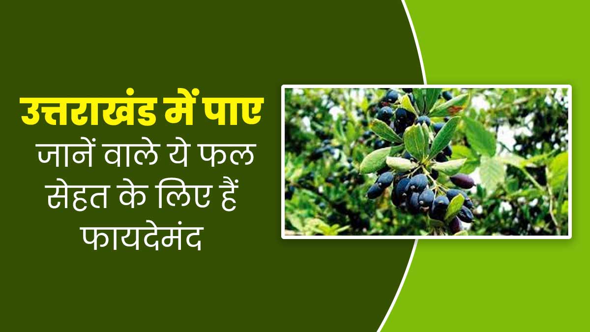 उत्तराखंड में पाए जानें वाले ये 5 फल होते हैं सेहत का खजाना, डाइट में करें शामिल
