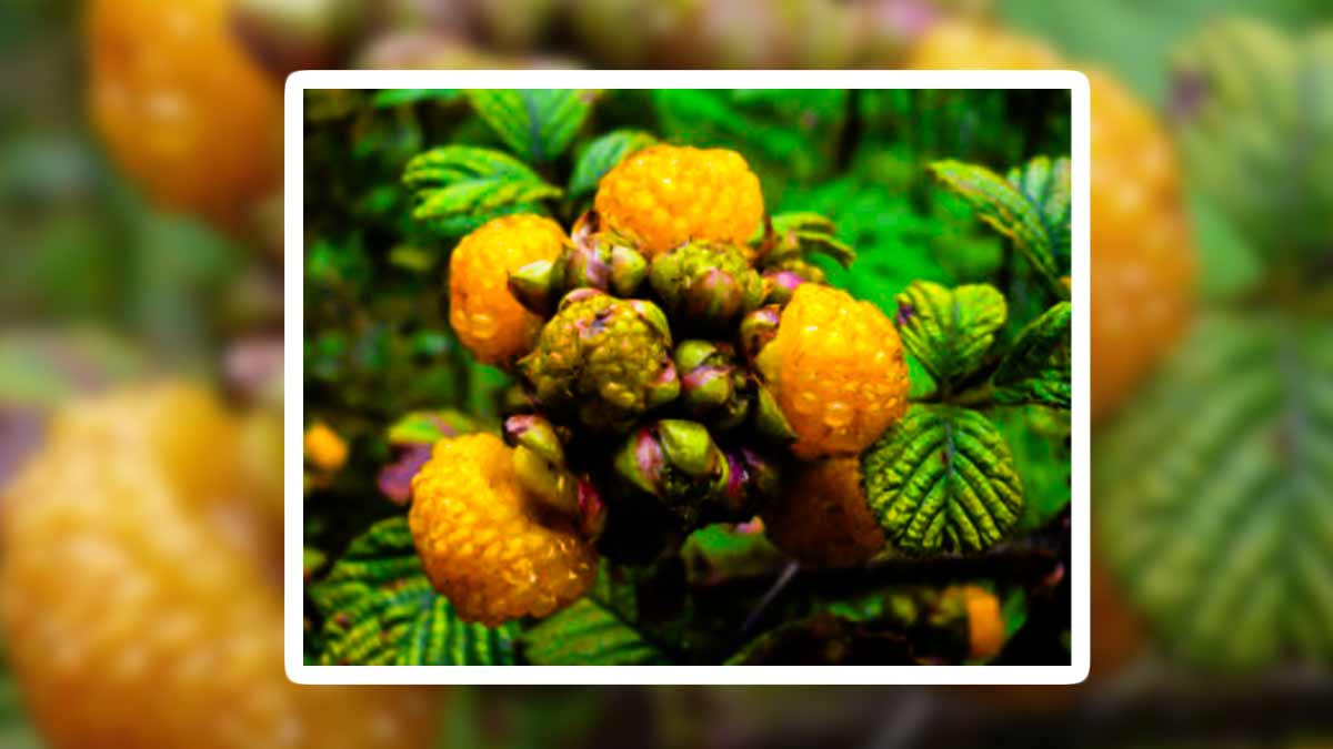benefits-of-uttrakahand-fruits-in