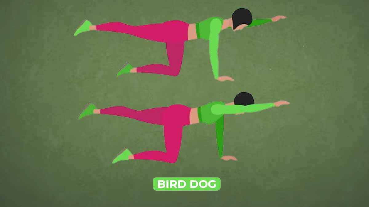 bird-dog-benefits