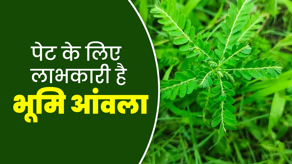 पेट के रोगों के लिए चमत्कारी औषधि है भूमि आंवला, जानें इसके फायदे और सेवन का सही तरीका