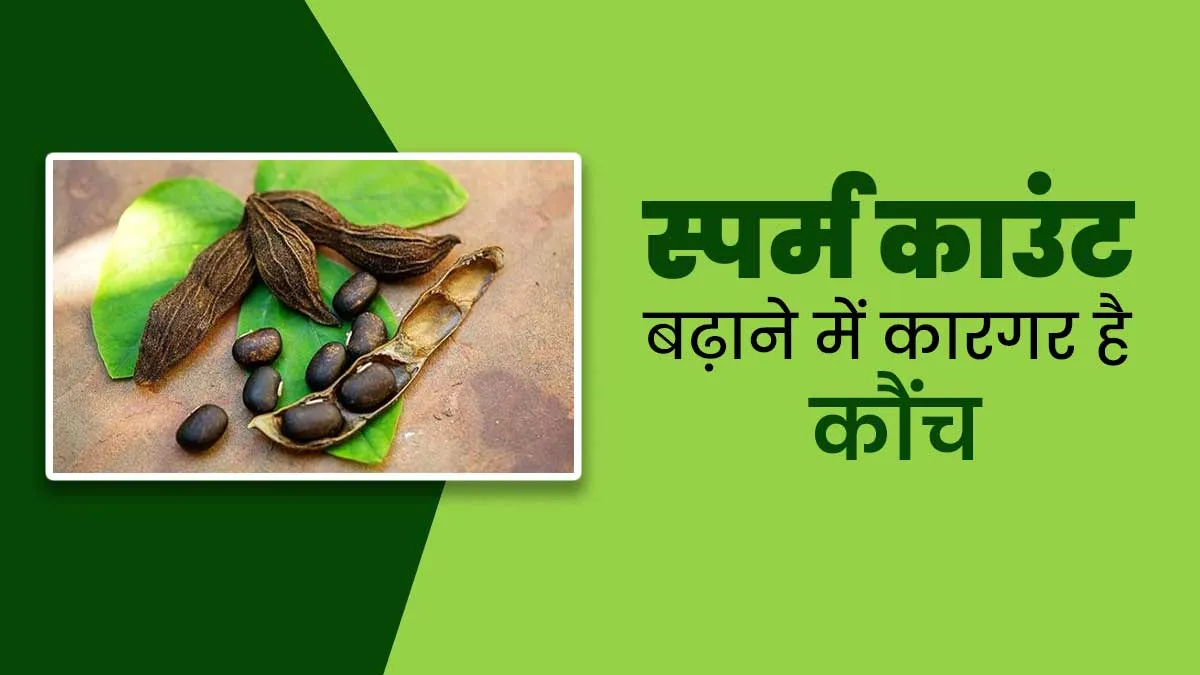 पुरुषों में स्पर्म काउंट को बढ़ाने में कारगर हैं कौंच के बीज, आयुर्वेदाचार्य से जानें प्रयोग का तरीका
