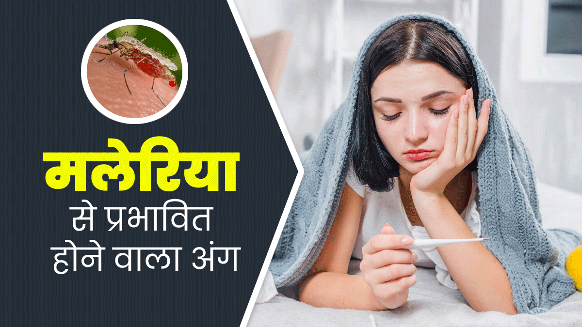 मलेरिया में शरीर के ये 4 अंग होते हैं सबसे ज्यादा प्रभावित, इलाज है जरूरी